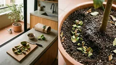 Cómo usar cáscara de aguacate para revitalizar tu limonero sin gastar de más