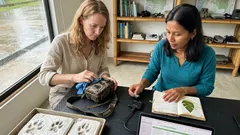 Confirman la segunda cría de yaguareté en libertad en El Impenetrable y renace la esperanza