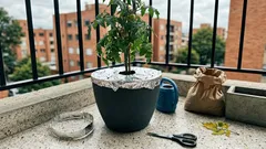 Por qué poner papel aluminio en la matera del tomate ayuda contra plagas y resequedad
