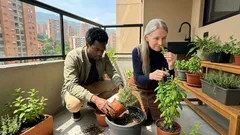 Cómo sembrar romero, albahaca y menta en maceta sin que se te mueran