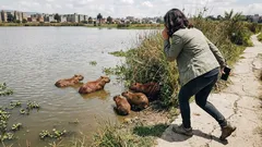 Carpincho, capibara o chigüiro: por qué cambia el nombre y qué revela su vida semiacuática
