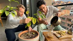 Hojas amarillas en tu limonero: causas reales y cómo recuperarlo en 20 días