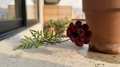 Cosmos chocolate: la flor oscura que huele a cacao y cómo identificarla