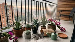 Plantas para sol fuerte y poca agua: opciones que rescatan tu balcón (sin riego diario)