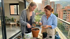 Guía fácil para cuidar la ruda en maceta: luz, drenaje y un truco con canela