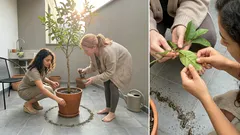 ¿Hormigas en el limonero? El truco con pimienta negra que ayuda… si lo aplicas así