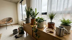 Cómo saber cuándo regar: 6 plantas de interior resistentes y la señal que te lo pone fácil