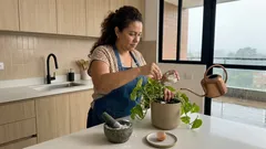 Cómo usar cáscara de huevo triturada en tu potus sin caer en mitos