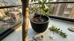 Cómo eliminar hormigas del limonero con cinta adhesiva sin dañar el tronco