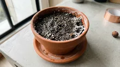 Poner sal gruesa en la maceta para quitar humedad: ¿sirve o daña la planta?