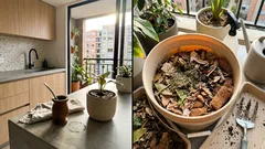 El detalle de la yerba del mate que puede afectar tus macetas (y cómo aprovecharla mejor)