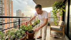 Tres plantas que sí aguantan el verano en el balcón (aunque el clima se ponga difícil)