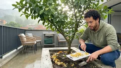 Truco casero con cáscara de banano para que tu limonero dé más limones