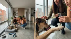 Cómo detectar dolor en tu perro: 5 señales discretas que puedes notar en casa