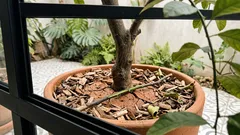 Cómo recuperar un limonero después del verano: diagnóstico rápido y cuidados clave